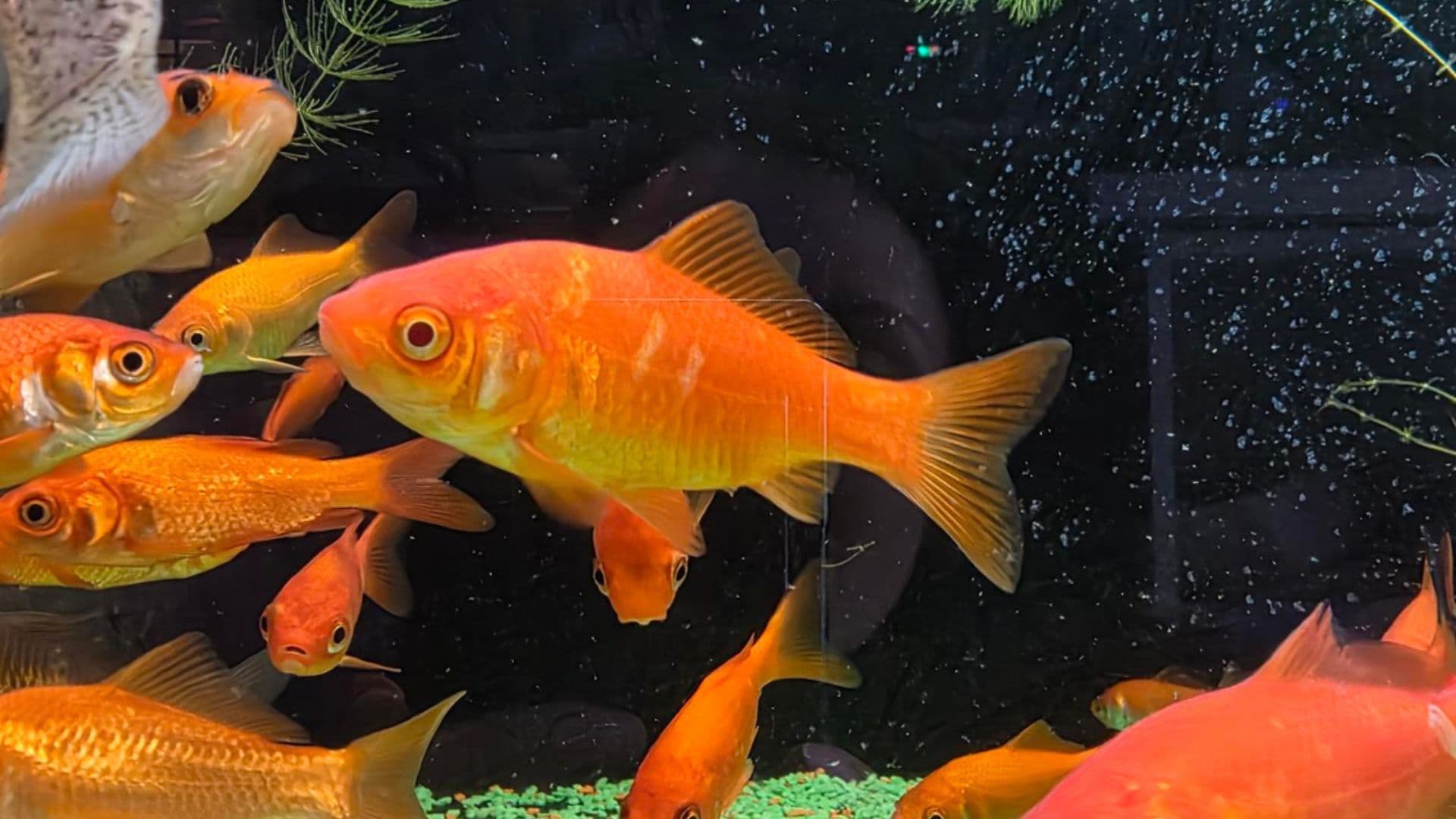 Pesci-rossi-in-un-acquario