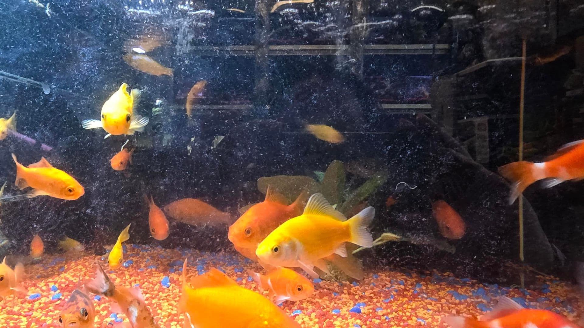 Pesci Rossi in acquario