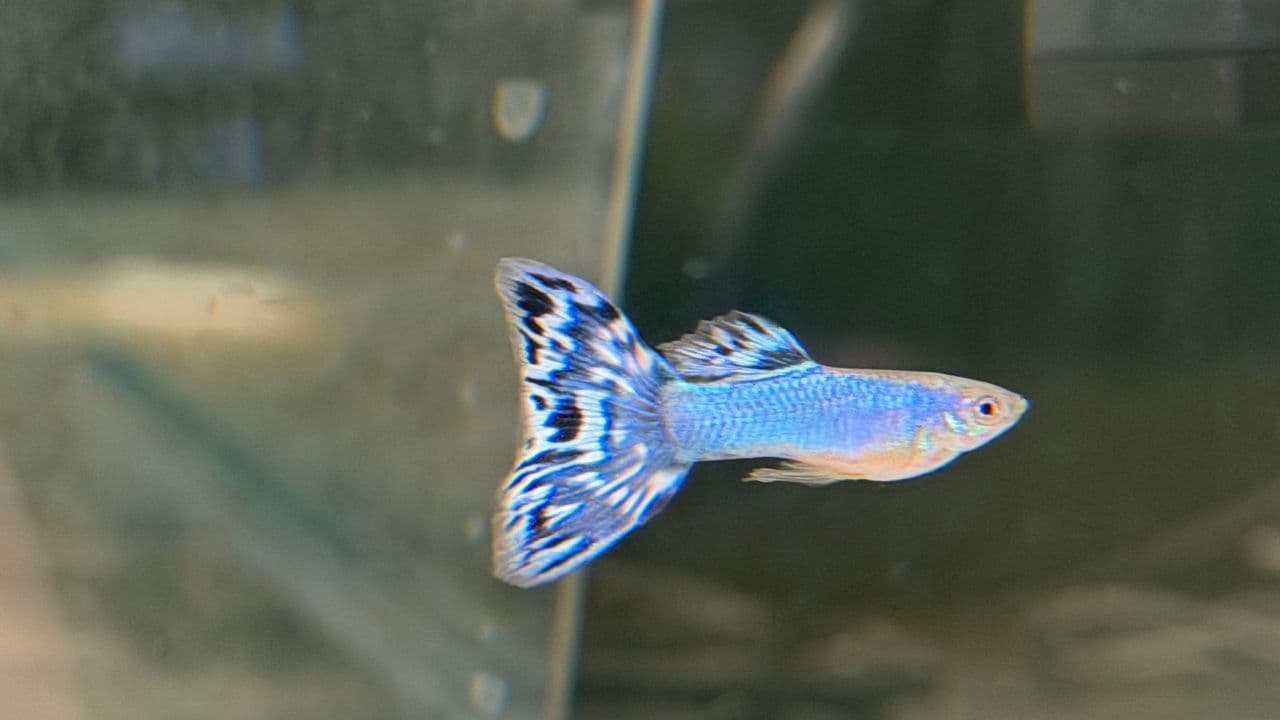 Guppy Show, cosa sono? Nel mondo dei concorsi tra genetica, selezione e colori - Articolo su Community | Blue Line Italia