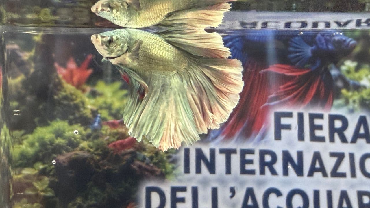 5 cose che ci sono piaciute ad AcquariaItalia 2026