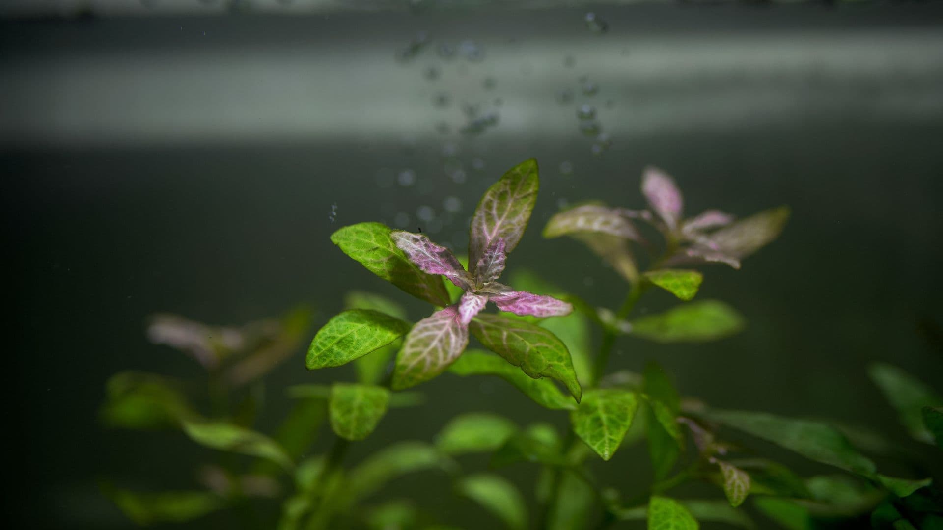 Viviamo respirando: il viaggio dell’ossigeno dall’atmosfera al tuo acquario