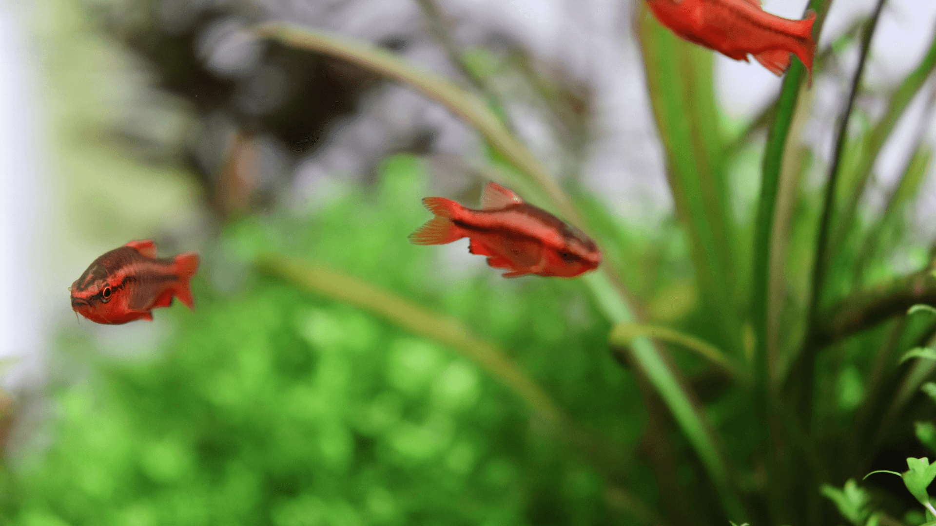 Piccoli pesci di colore rosso in acquario