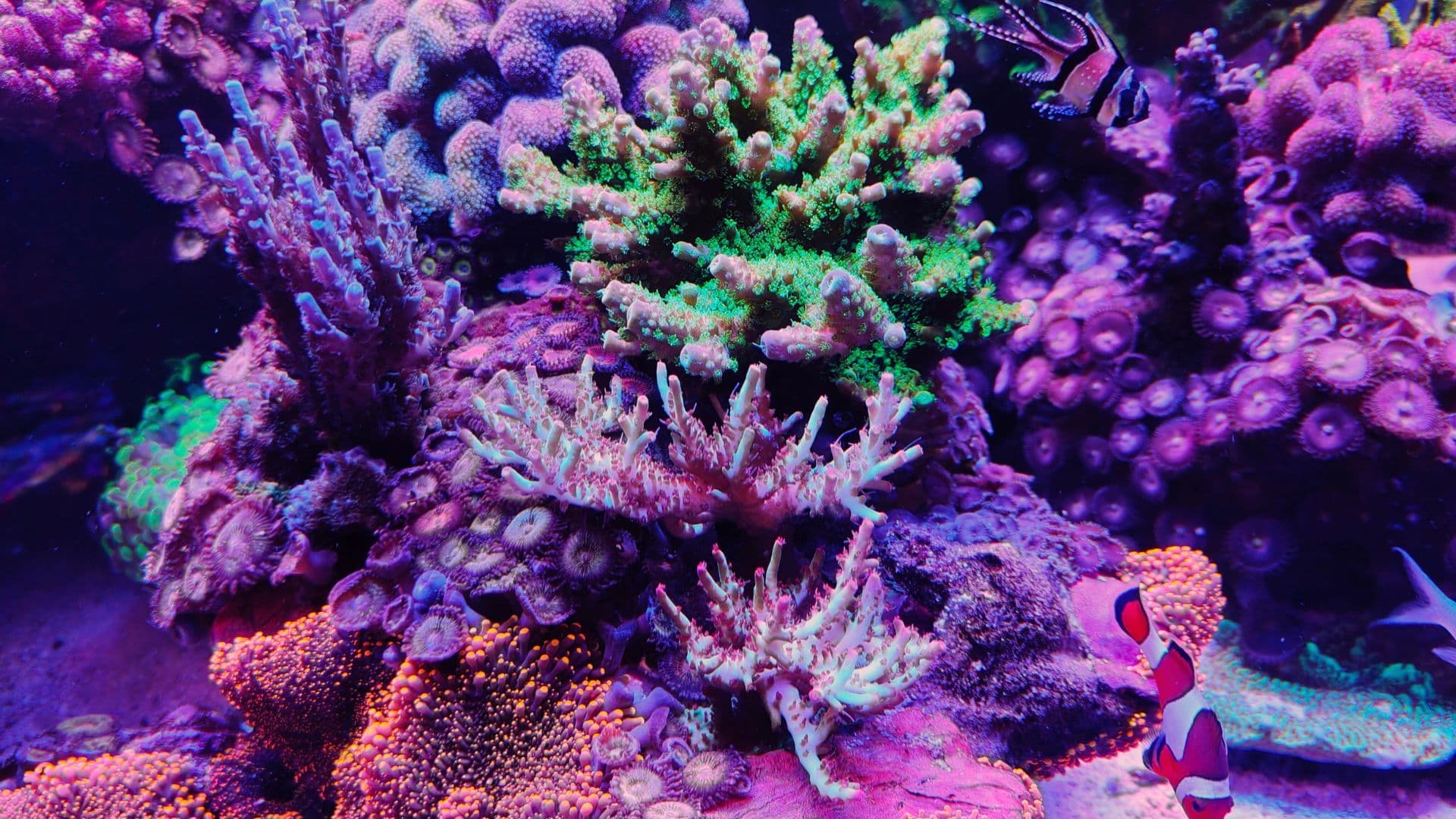 Nella foto: un dettaglio dell'acquario di Federico Fabrizio