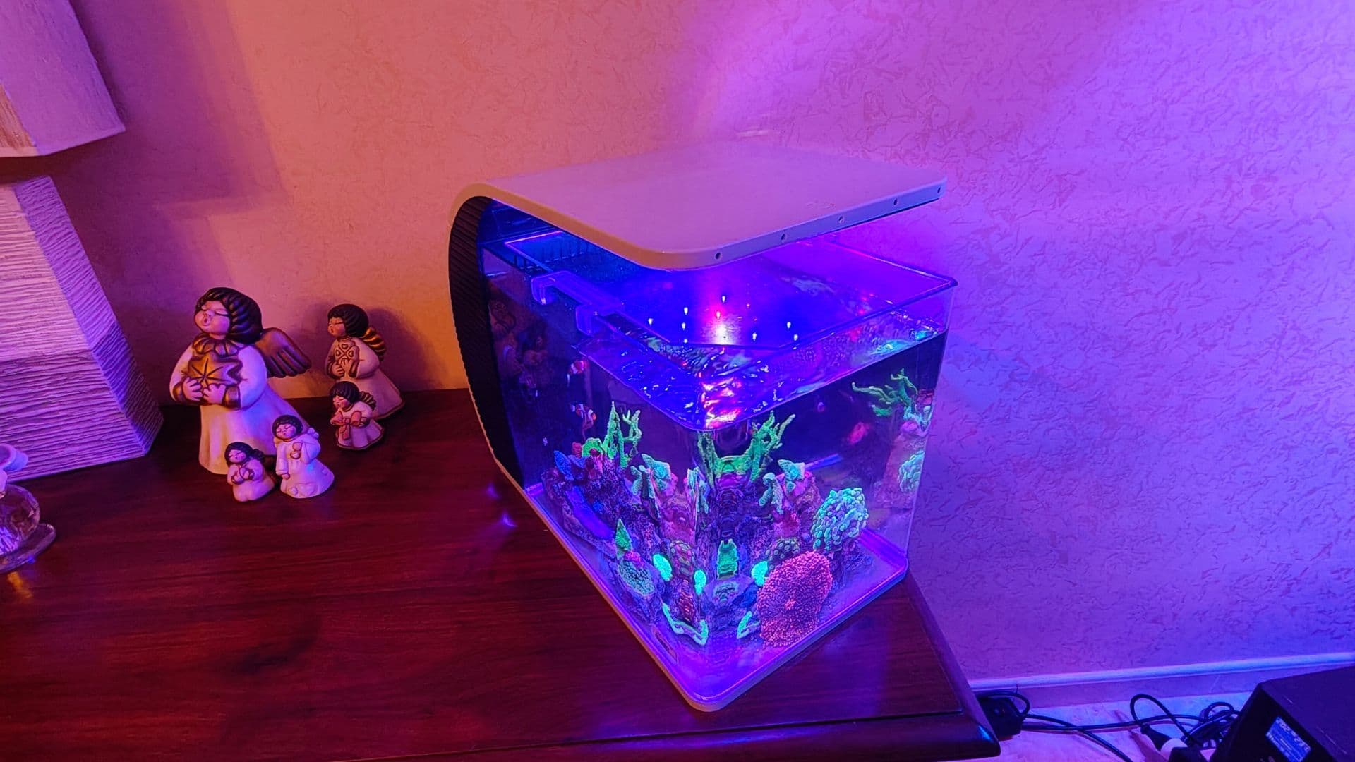 Nella foto: piccolo acquario con reef, coralli