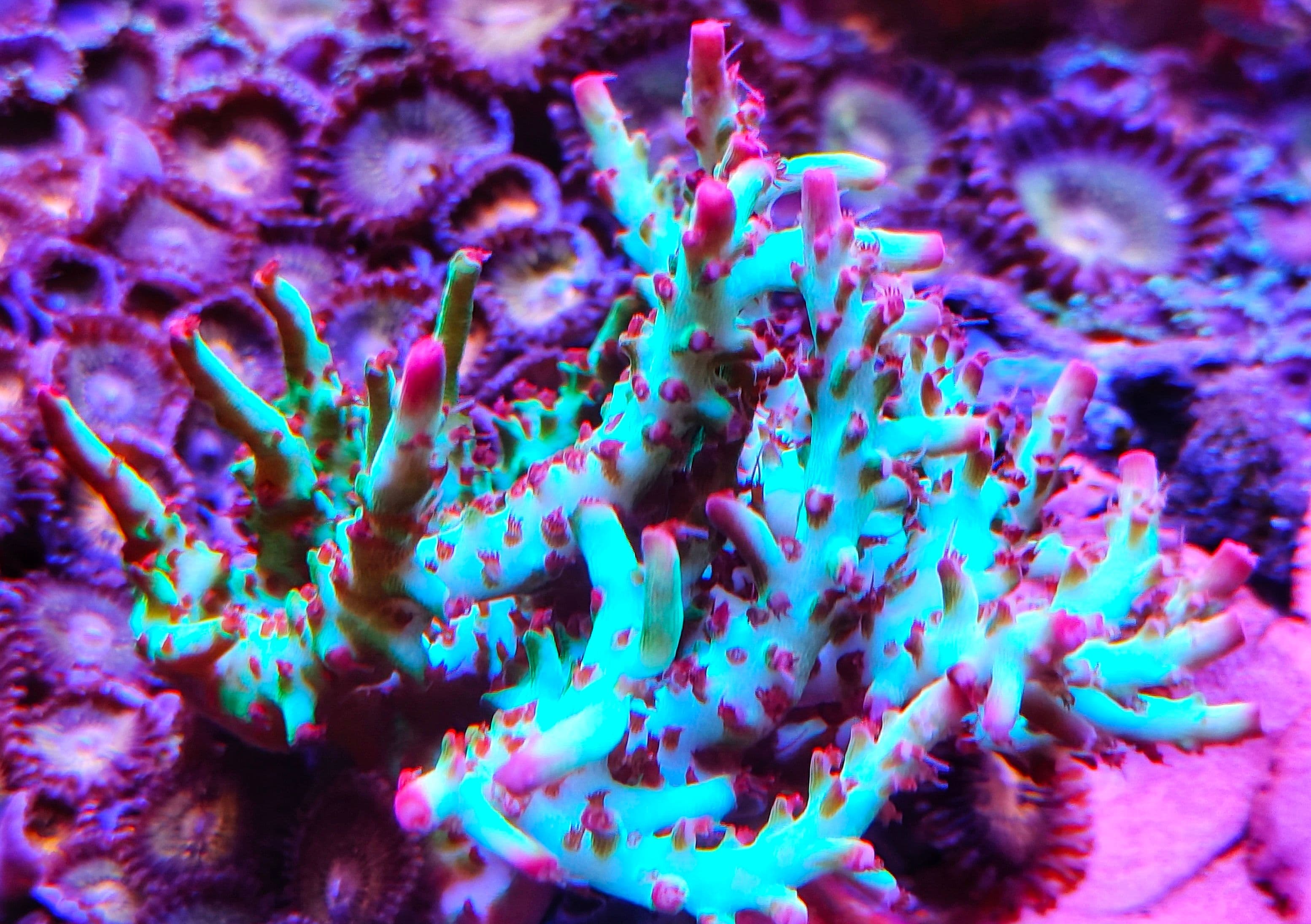 Nella foto: bellissimo corallo del genere Acropora