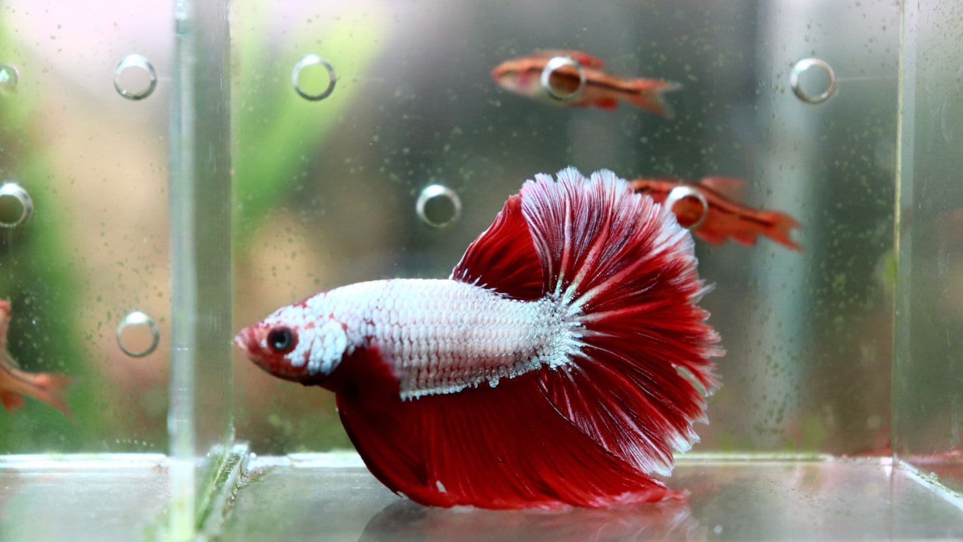 Un bellissimo Betta in acquario