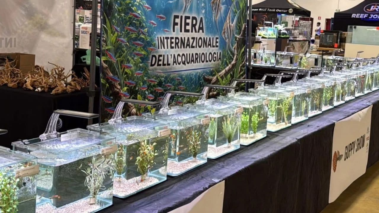 Vasche del Guppy Show a AcquariaItalia 2026