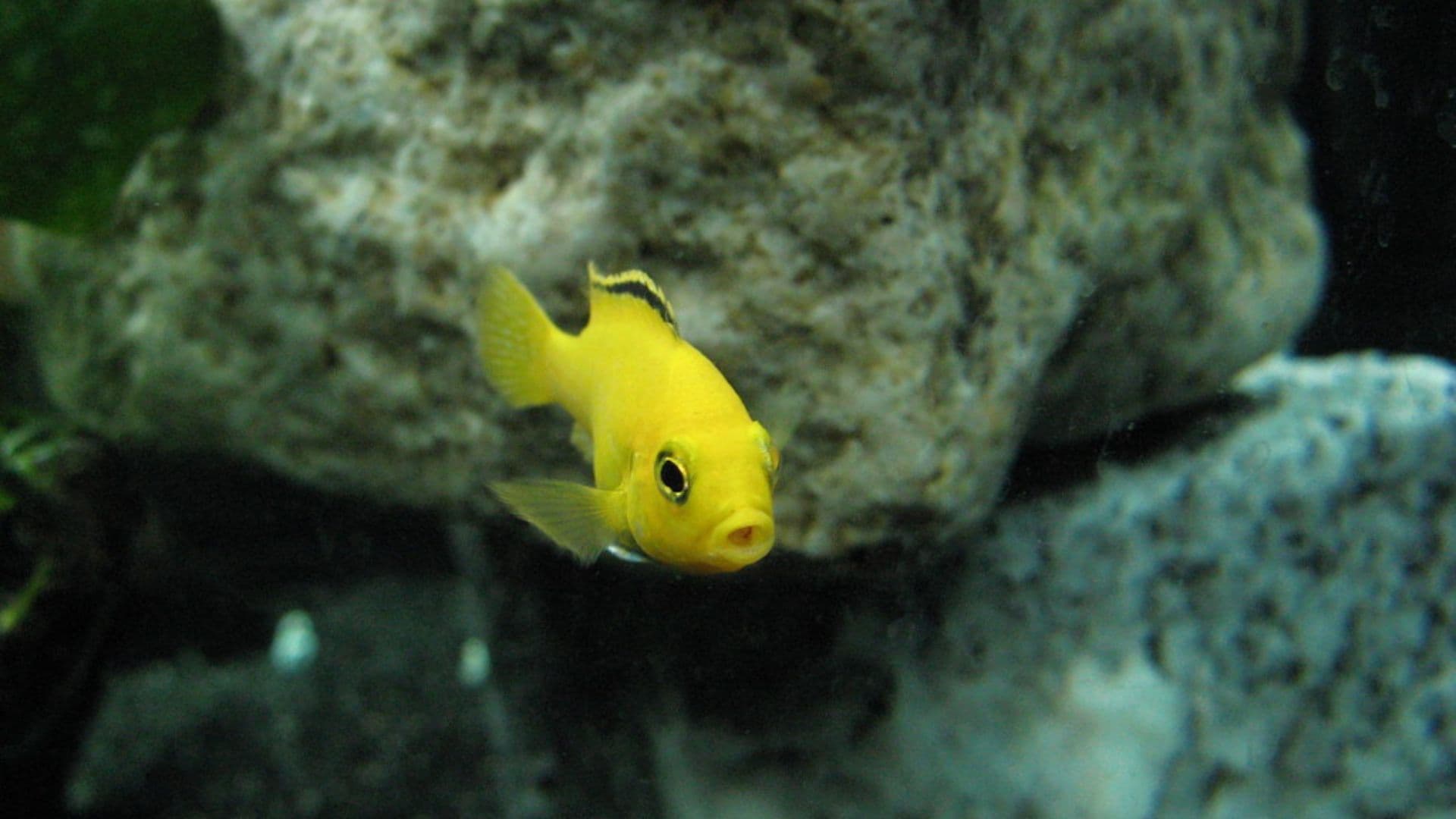 Labidochromis caeruleus: guida completa a uno dei ciclidi africani più amati