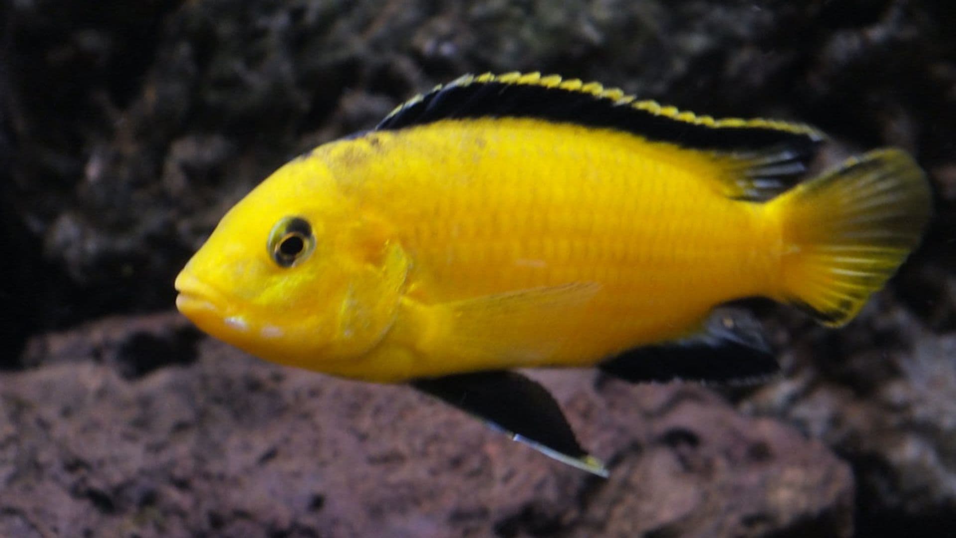 Nella foto: ciclide giallo