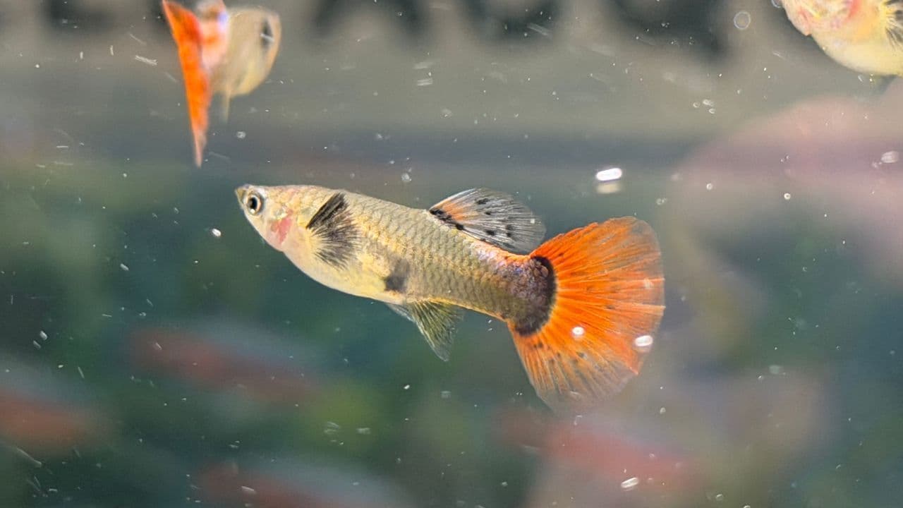 AcquariaItalia, i Guppy Show