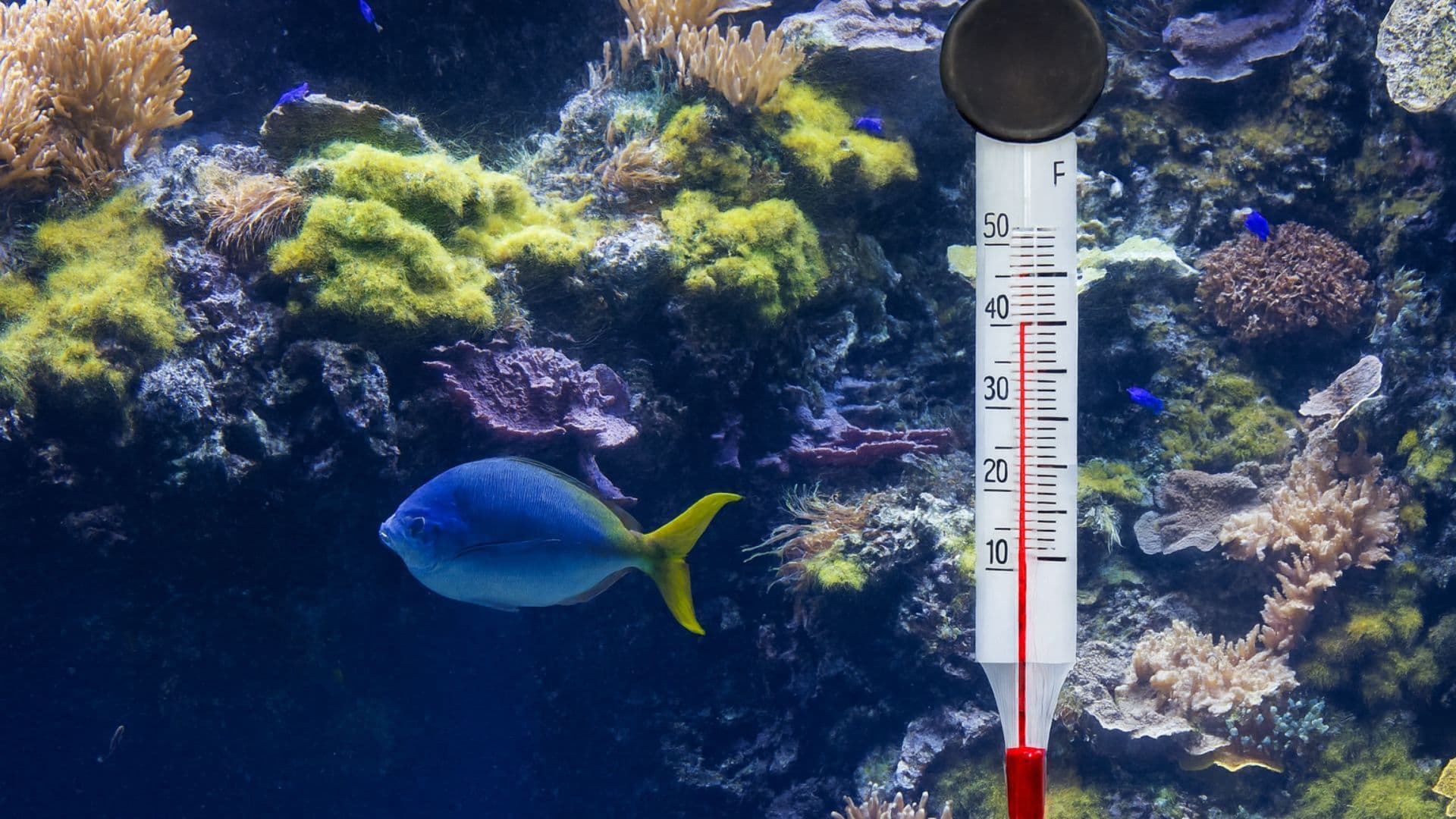 Controllo della temperatura in acquario: come mantenerla stabile e ideale - Articolo su Educazione | Blue Line Italia