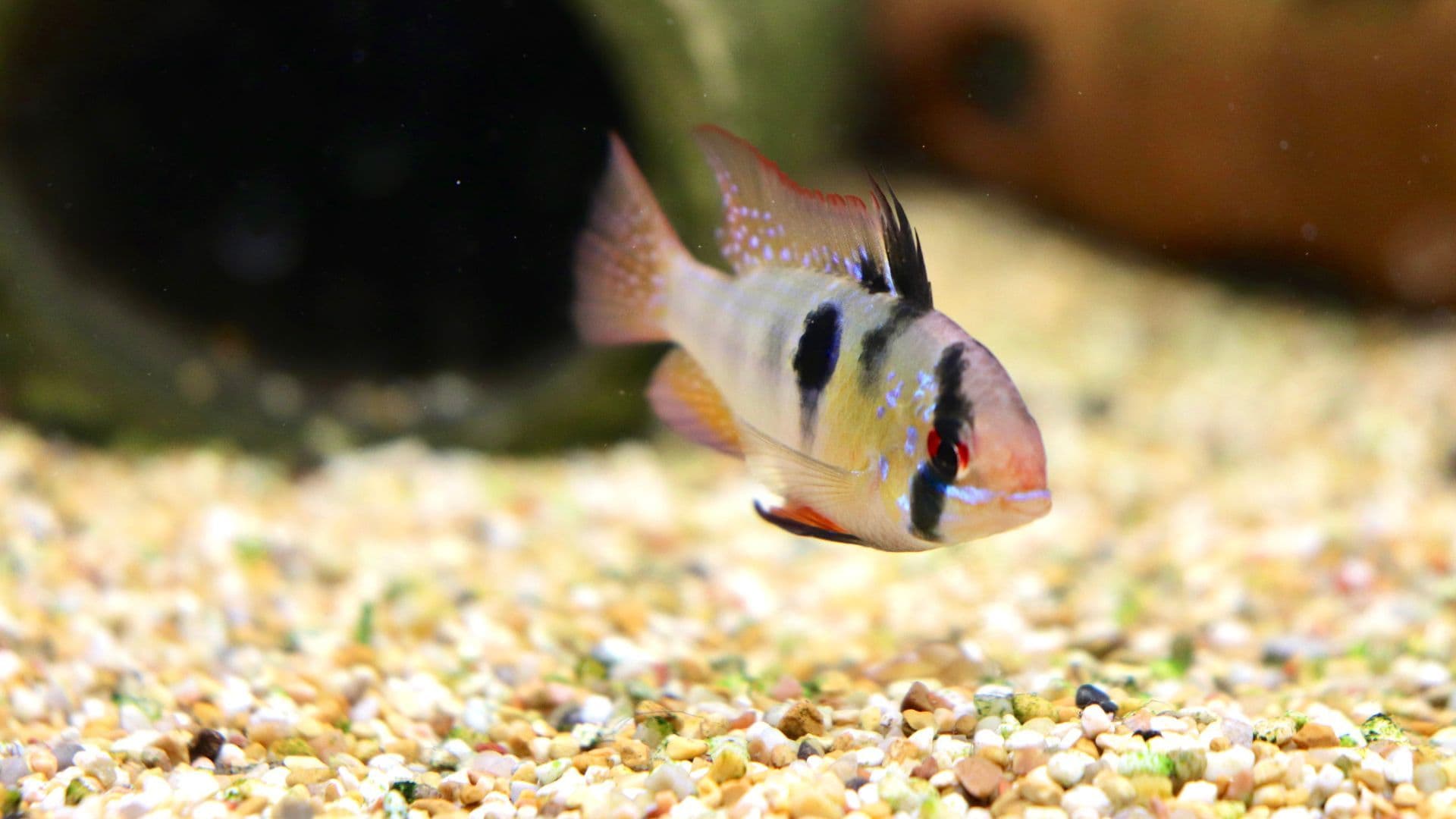 Piccolo pesce in acquario