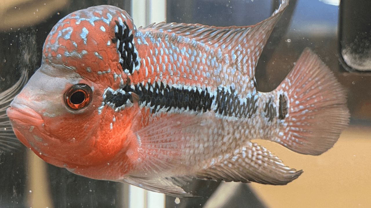 Un bellissimo Flowerhorn in acquario