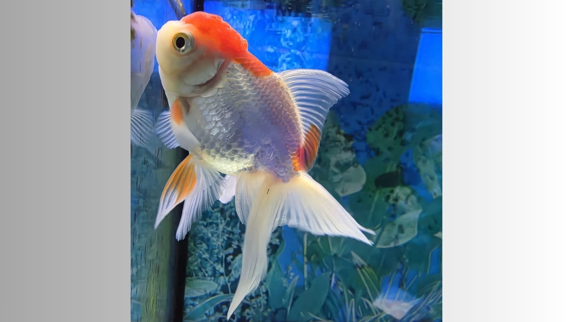 Mella foto: Pesce rosso, bellissimo Oranda che nuota