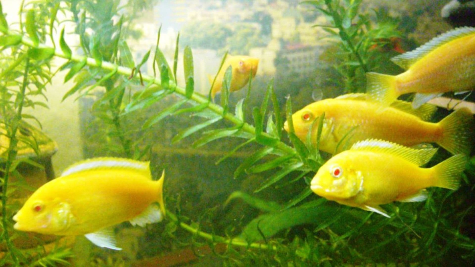 Nella foto: un gruppo di ciclidi gialli