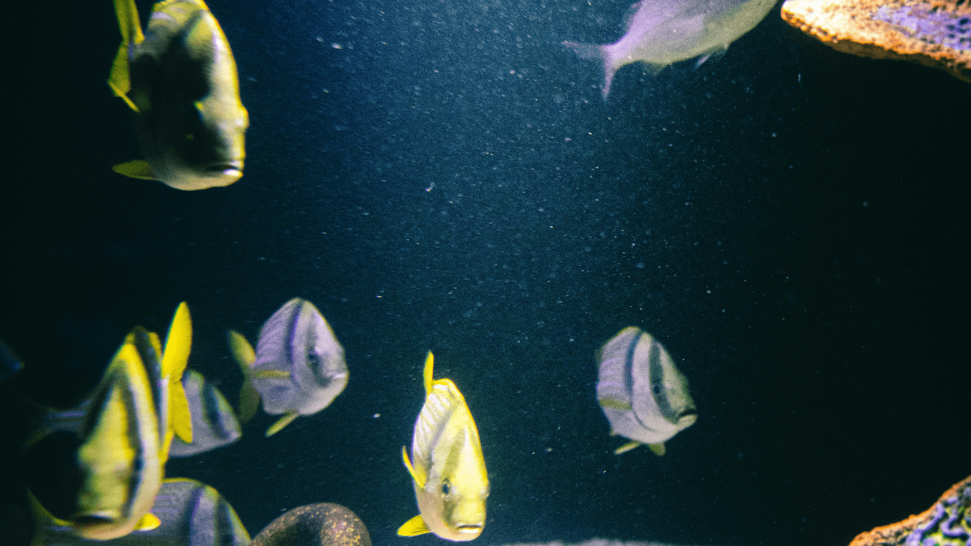 Pulire e filtrare l’acquario: cosa significa davvero avere acqua pulita