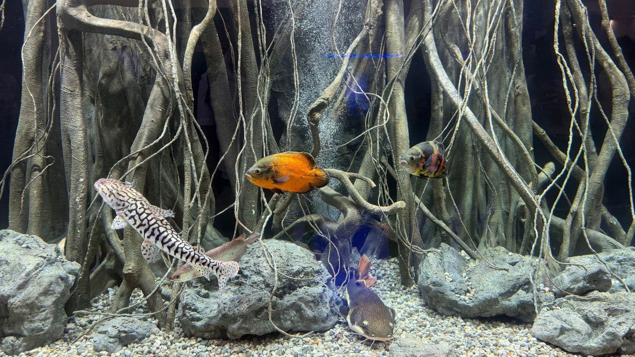 AcquariaItalia, la vasca da 5 mila litri