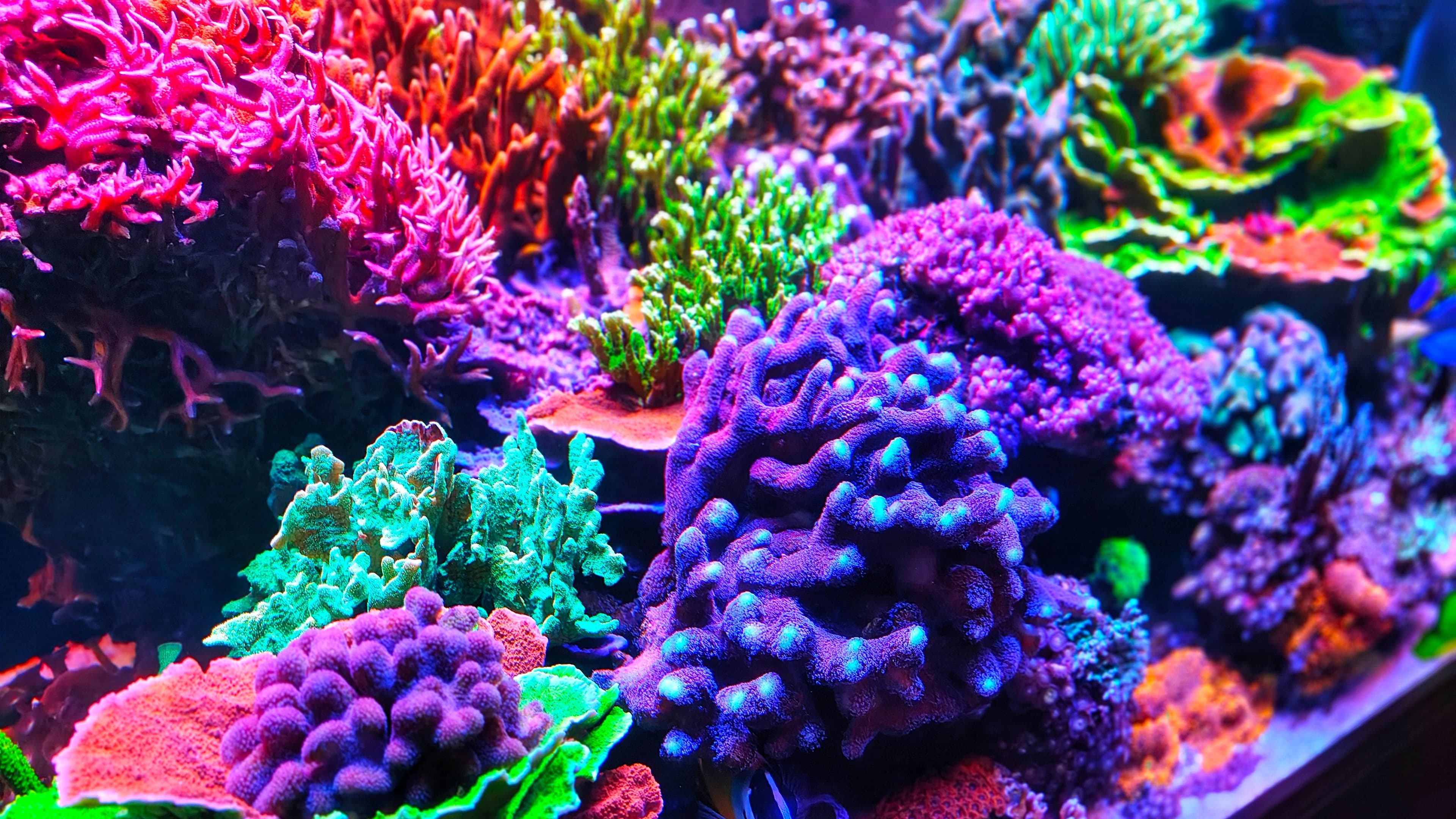 Reef misto. Diverse specie di Corallo