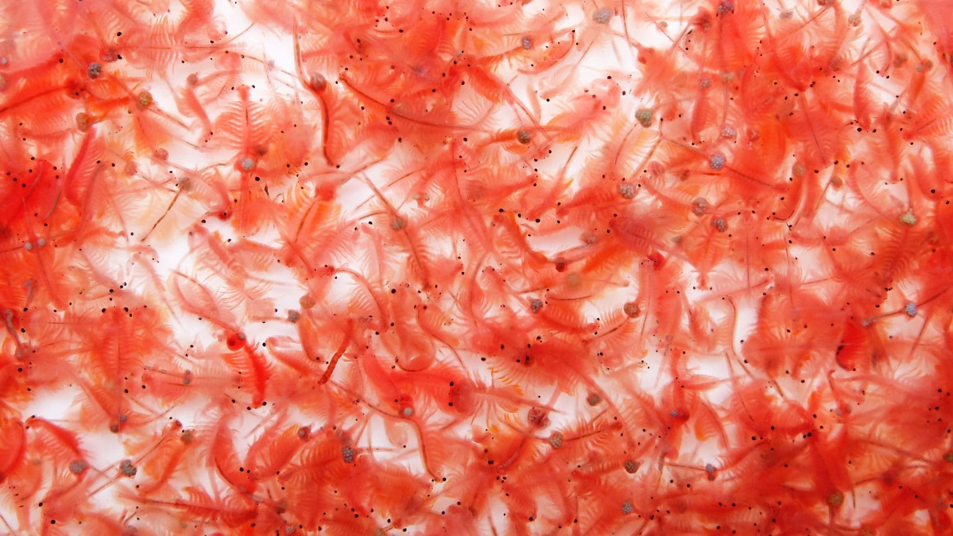 Artemia salina per pesci d’acquario: guida pratica tra vivo, cisti e alternative pronte - Articolo su Ricerca e innovazione | Blue Line Italia