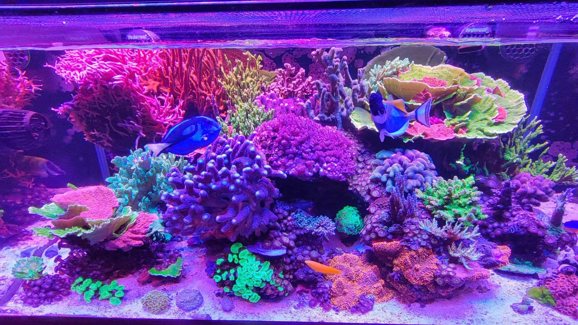 Nella foto: l'acquario di Federico Fabrizio, premiata da Reef2reef