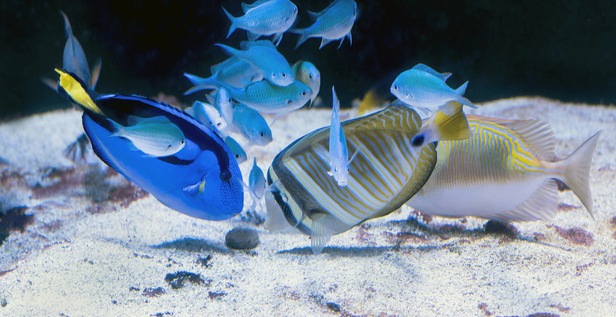 Come scegliere il mangime giusto per i pesci d’acquario - Articolo su Educazione | Blue Line Italia