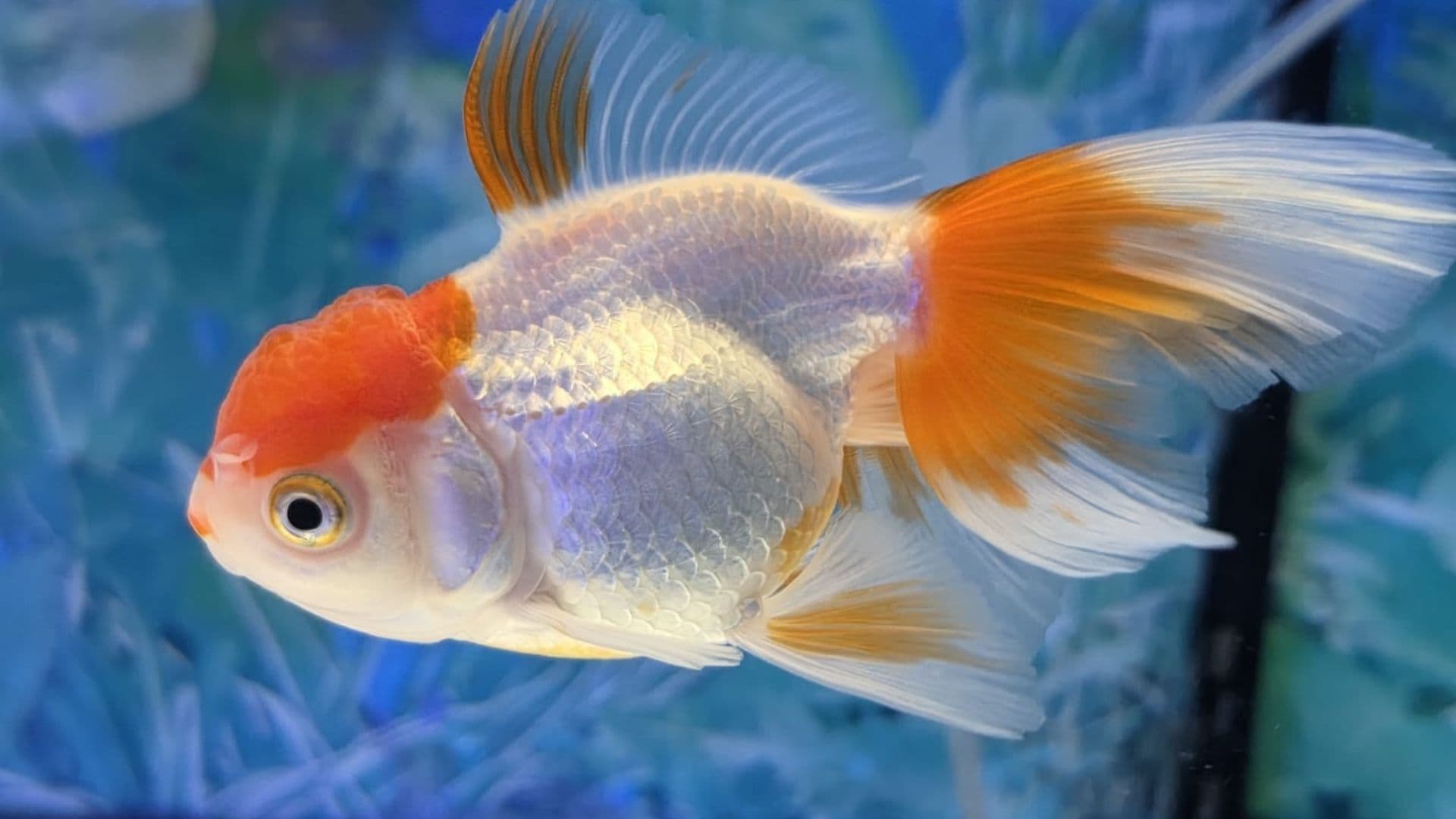 Oranda Testa di Leone: cosa mangia davvero (e come scegliere il mangime giusto)