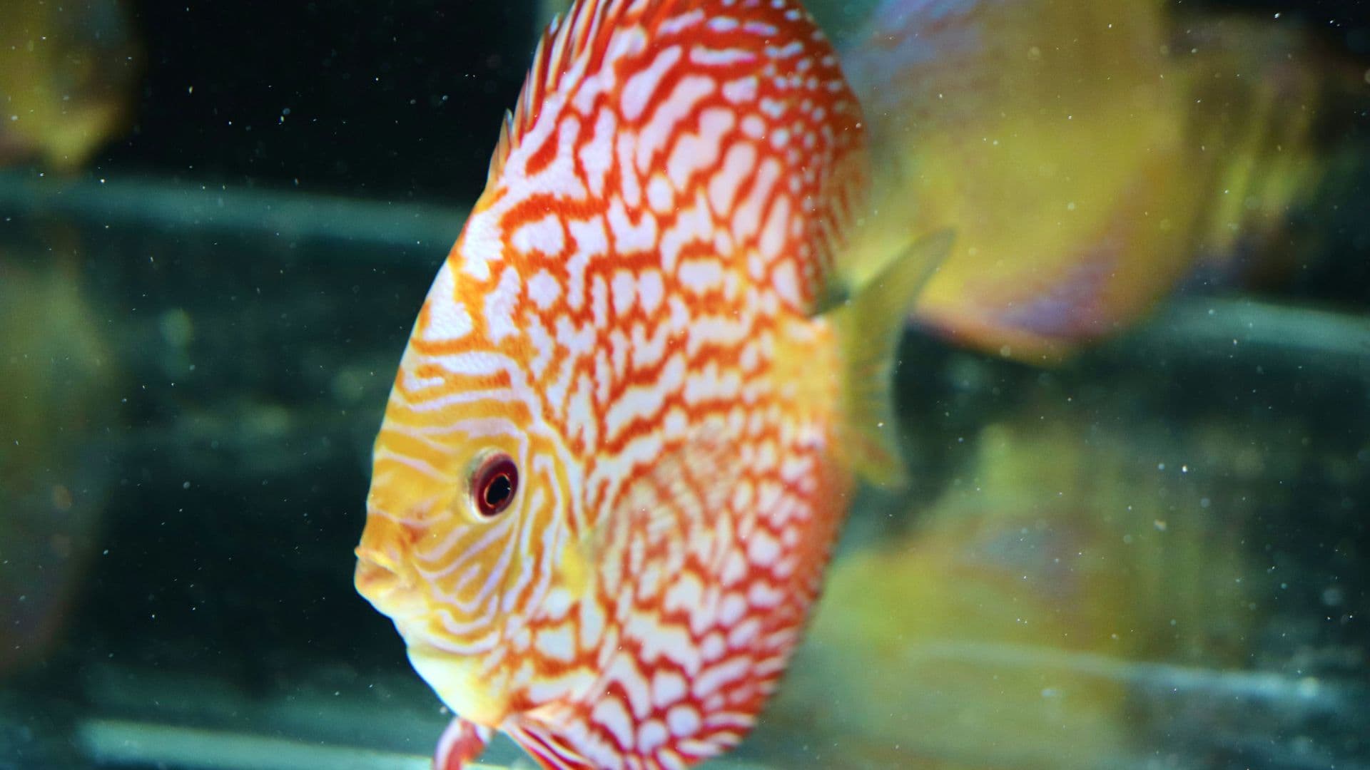 Acquistare pesci tropicali online: cosa cercano oggi gli acquariofili?