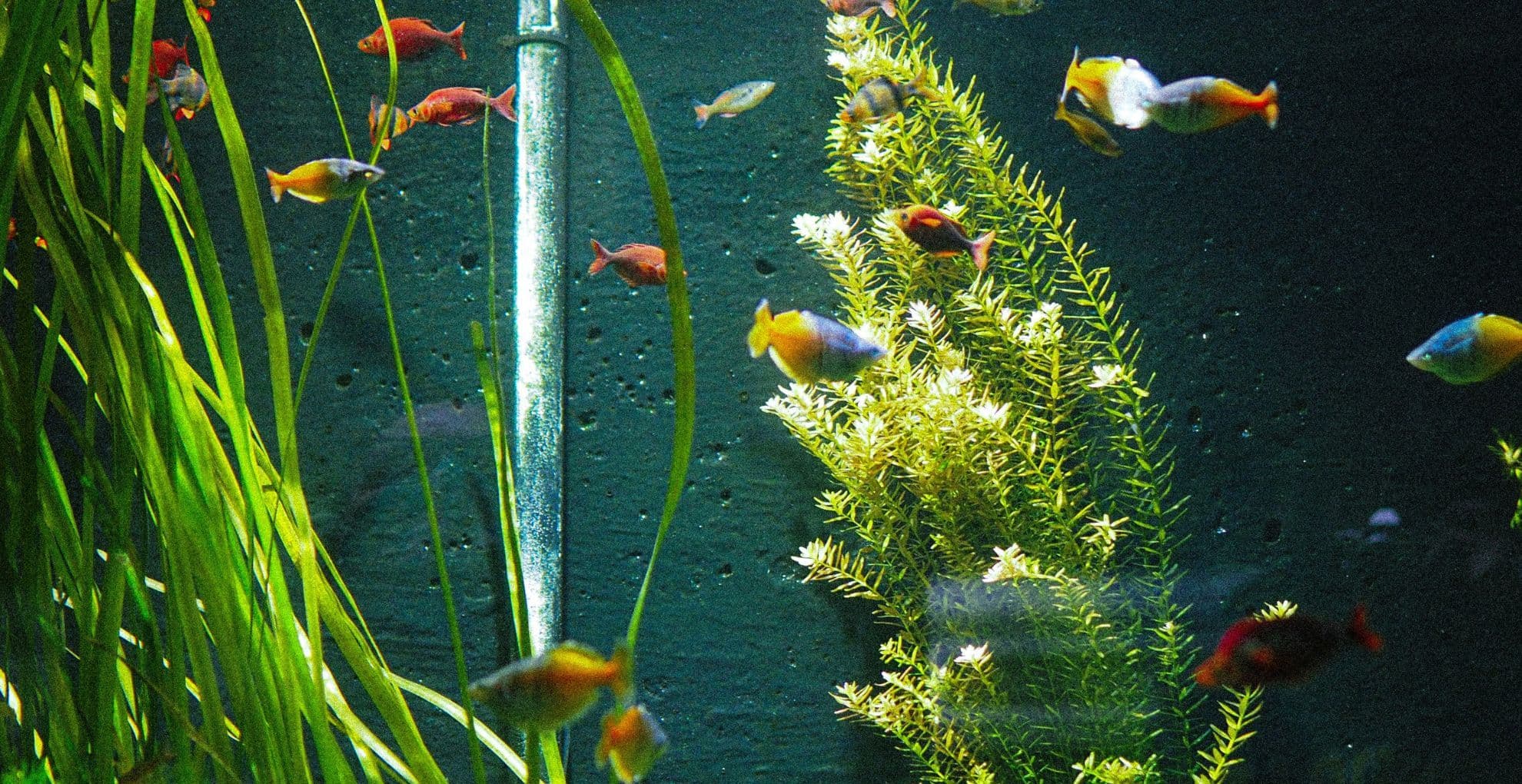 Guardando il proprio acquario