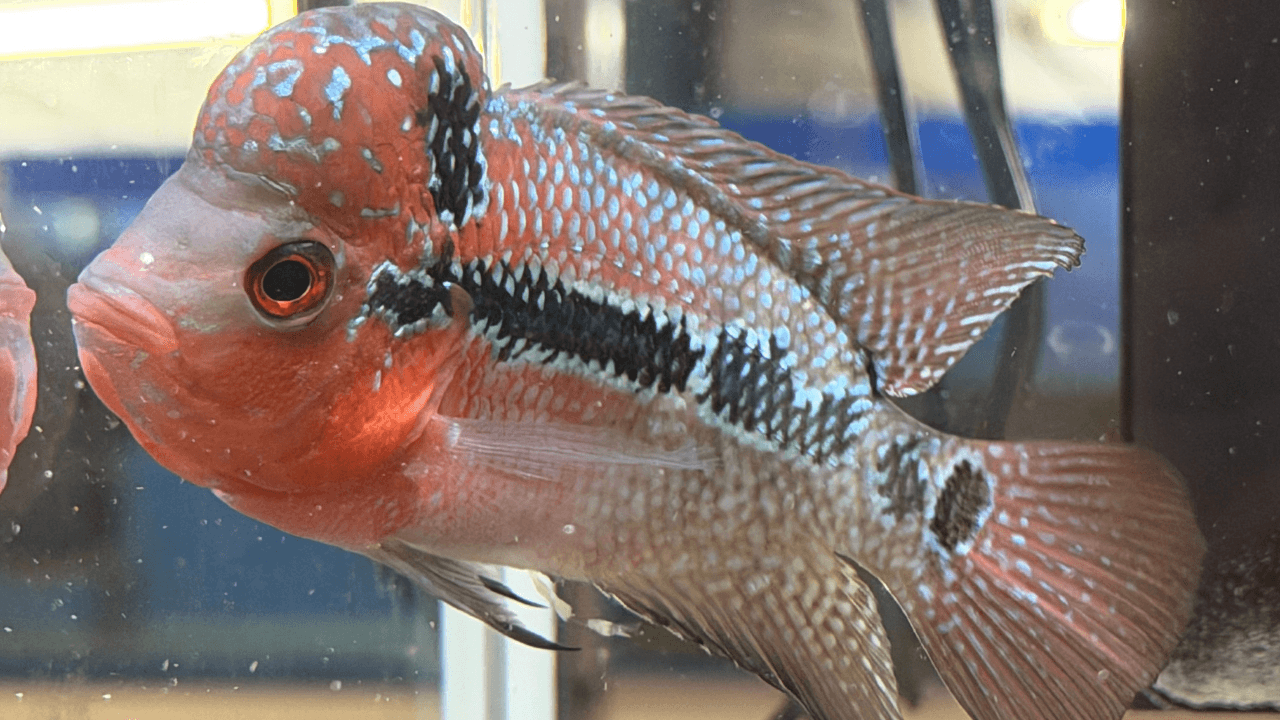 Flowerhorn, che pesce è? Alla scoperta del ciclide dalla grande “gobba” - Articolo su Educazione | Blue Line Italia