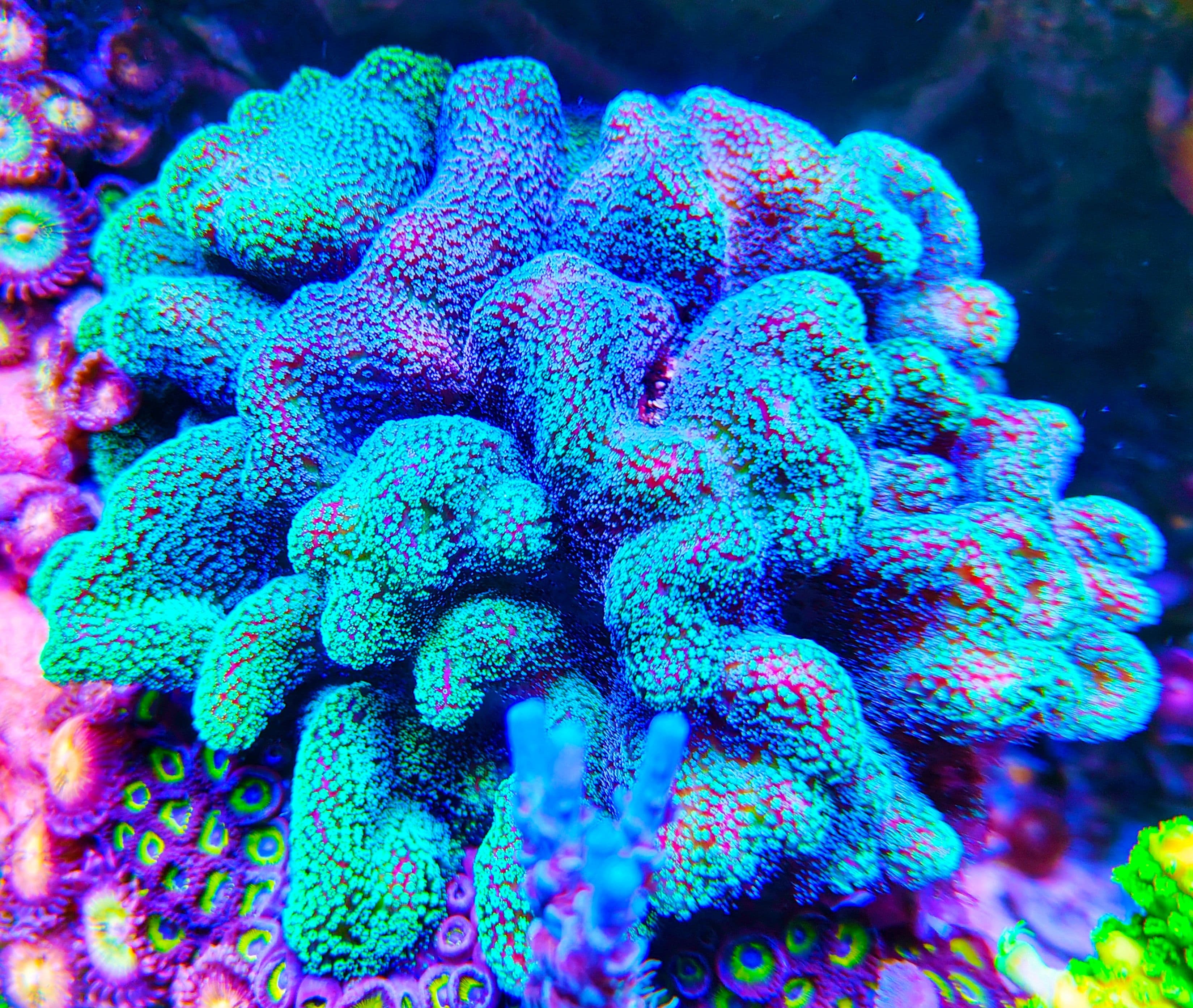 Un bellissimo corallo SPS