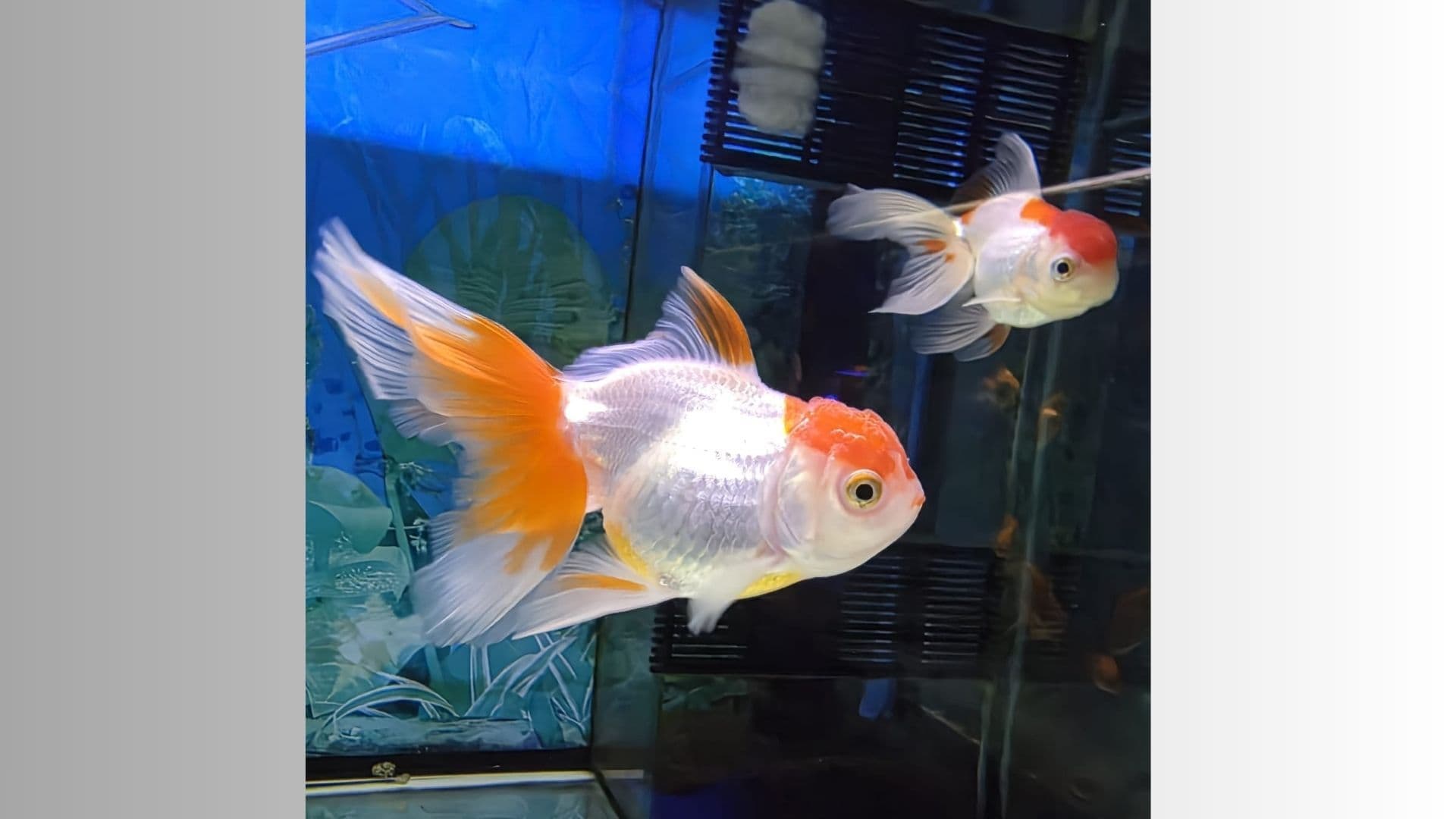 Nella foto: una coppia di due bellissimi Oranda Testa di Leone; pesci in acquario