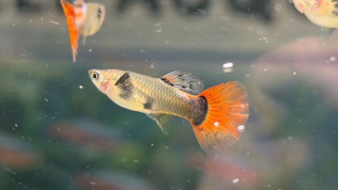 Bellissimi Guppy Show