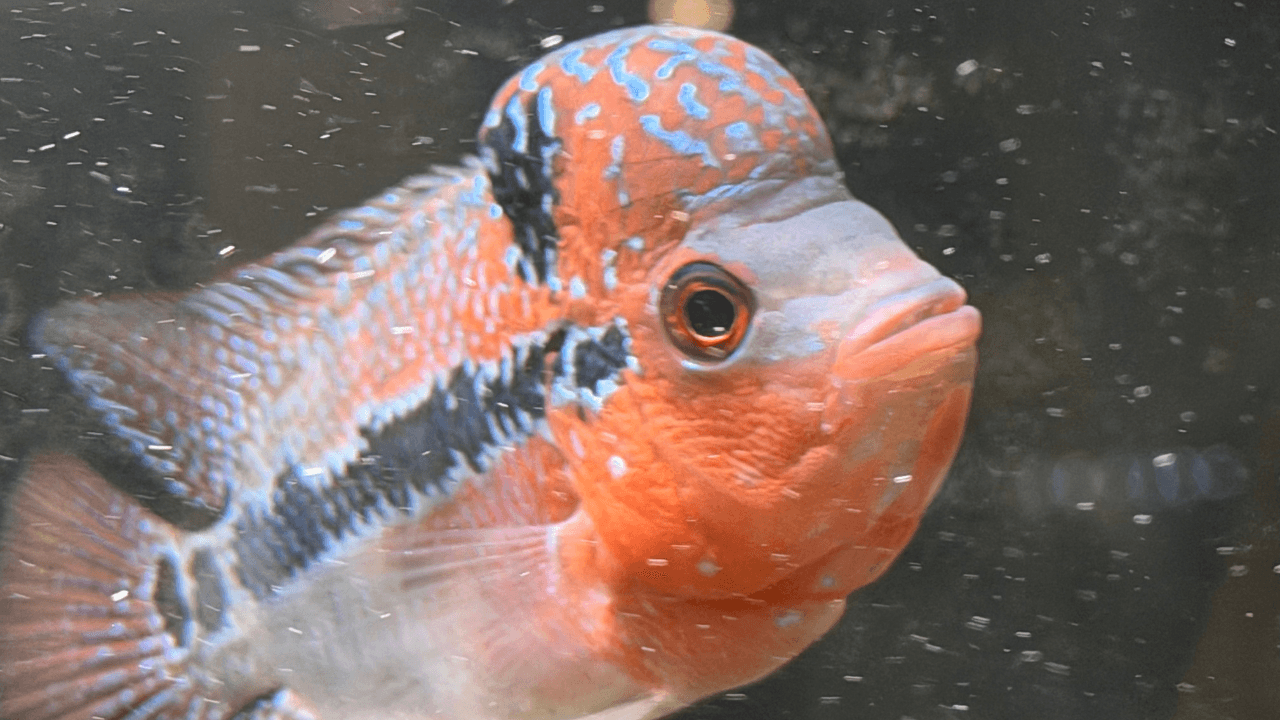 Flowerhorn: la grande "gobba" in primo piano
